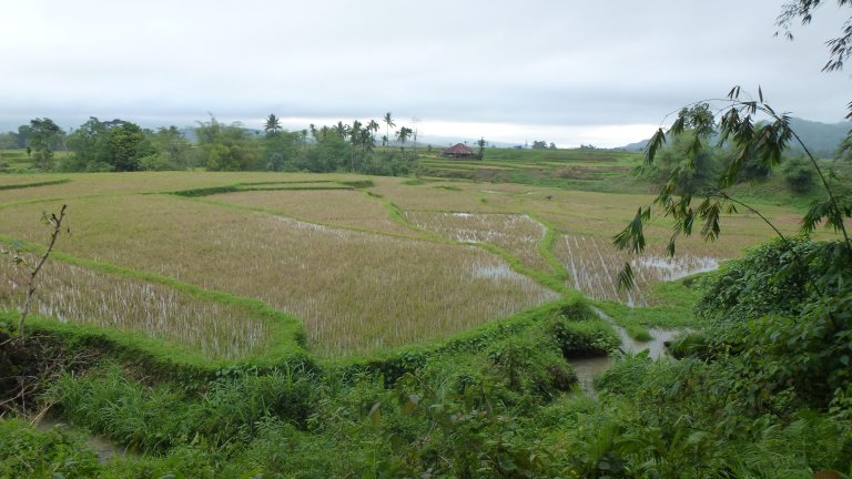 Reisfelder auf der Insel Sumba