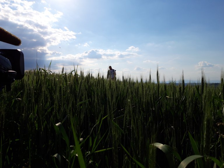 Bei Lörrach: Wogende Felder, dramatischer Himmel | © ALPHAVISION 