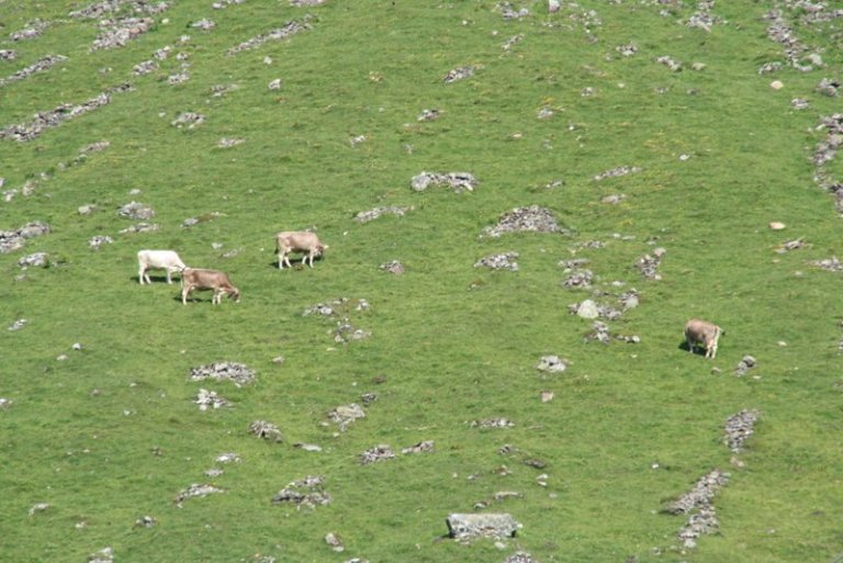 Ein Ort, wo die Kühe noch in freier Wildbahn leben: An den Berghängen, 