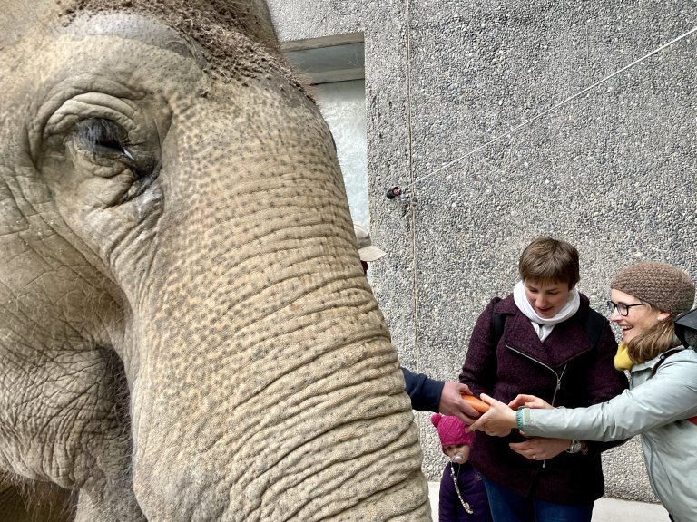 Höhepunkt im Kinderzoo ist der Besuch bei Elefantendame «Ceylon» | © 2021 ALPHAVISION