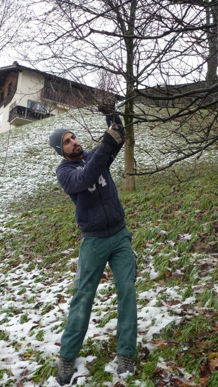 Mitarbeiter Ali beim Baumschnitt