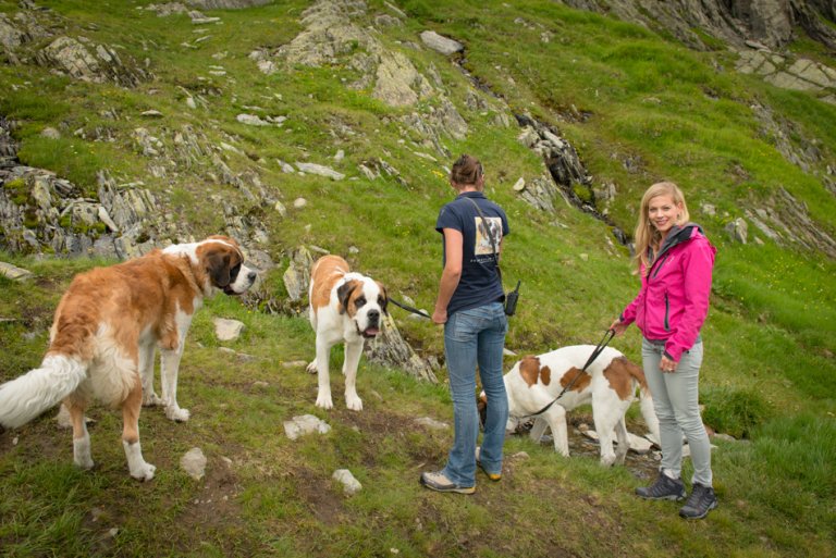 Die Hunde sind sehr gut erzogen, sie gehorchen aufs Wort. (zumindest wenn Tierpflegerin Anne etwas sagt).