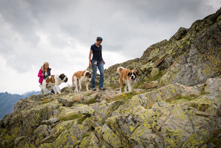 Eine super Wanderung - kann man buchen mitsamt den Hunden. Empfehlenswert ...