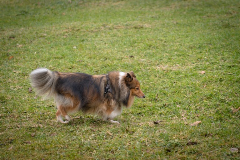 Spazieren mit dem Hund tut Peter gut.