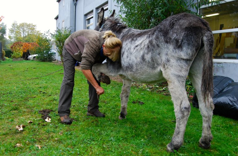 Esel Speedy trampt sich häufig kleine Steine zwischen den Hufen ein. Hetty entfernt sie jeden Morgen.