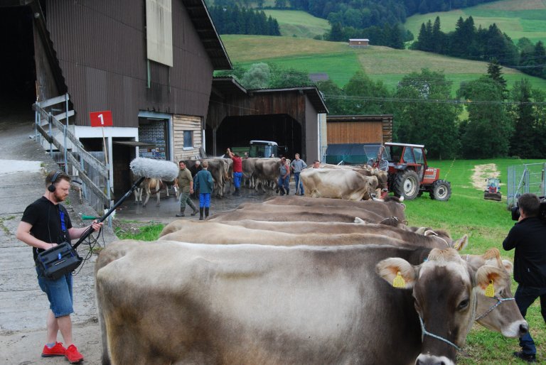 Geduldig warten die nun sauberen Kühe in Reih und Glied.