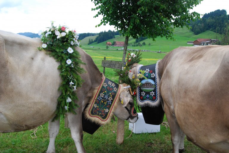 Draussen haben die Bauern inzwischen die Kühe geschmückt. 