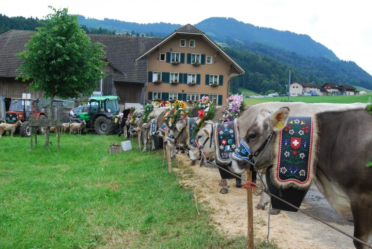 Alle Kühe der sieben Älplerfamilien werden auf dem Hof von Familie Theiler bereit gemacht. 