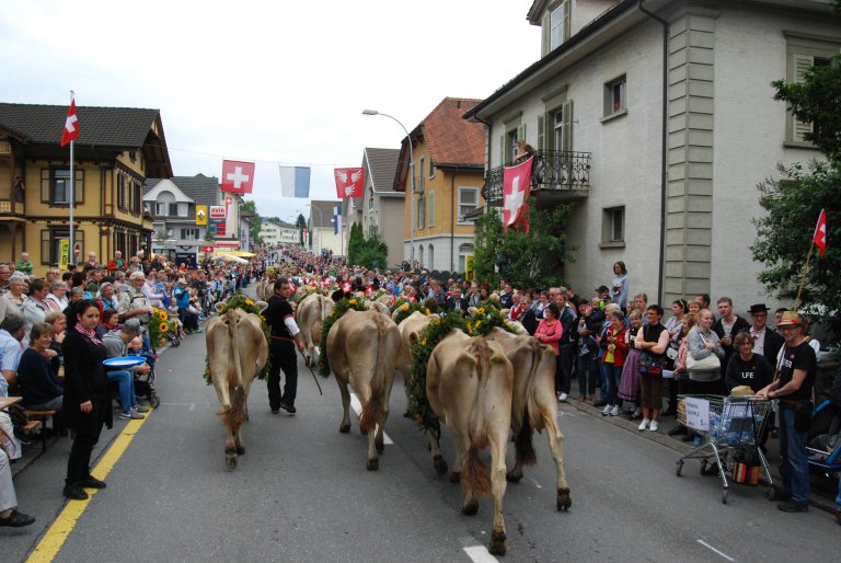 Reto achtet darauf, dass seine Kühe schön zusammen bleiben. 