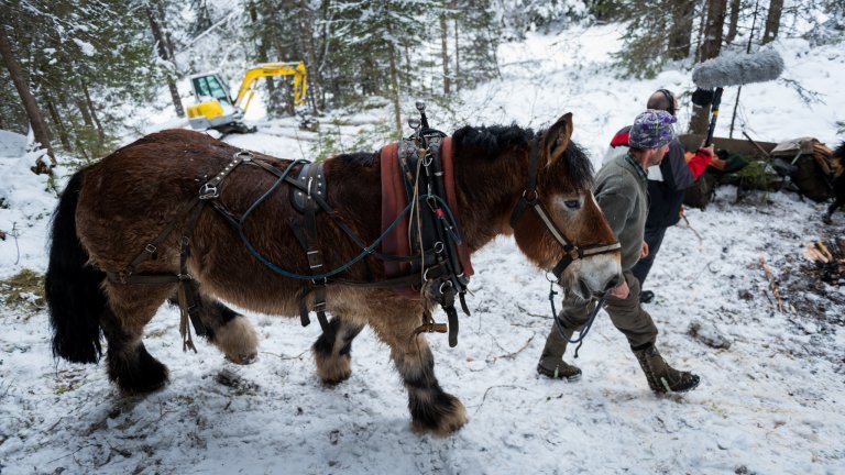 Im Val d'Uina wird noch traditionell mit Pferden das Holz ins Tal geschleppt.