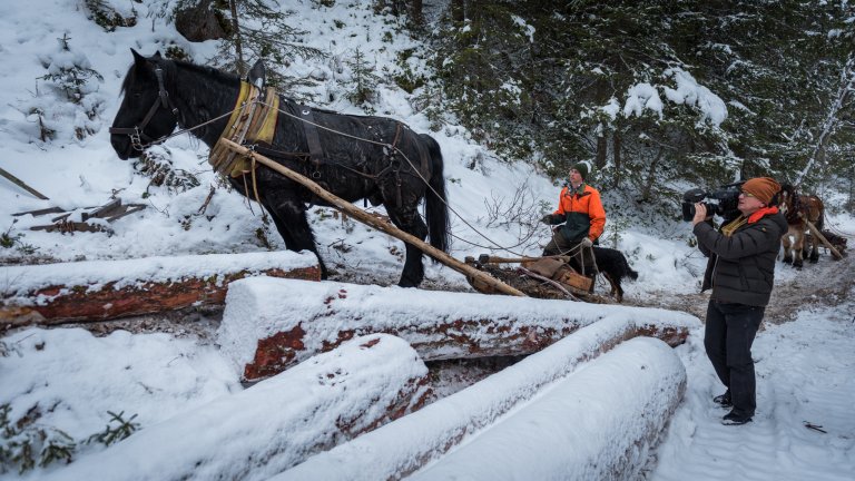 Zuerst müssen die Baumstämme hoch oben im Tal abgeholt werden.