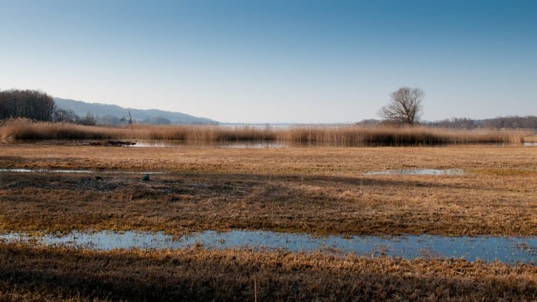 Moorlandschaft beim Greifensee