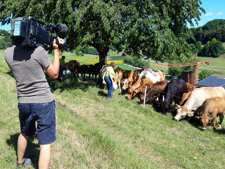 Die Aubrac Rinder kommen mit der zunehmenden Trockenheit zurecht | © 2020 ALPHAVISION