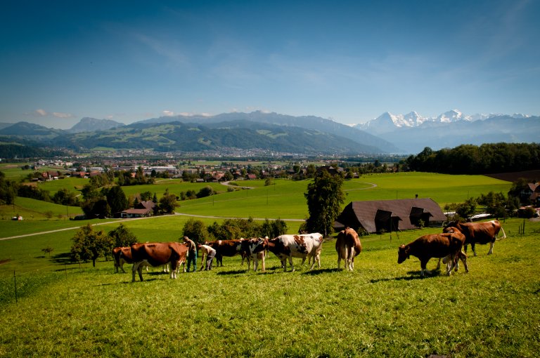 Kühe oberhalb von Uetendorf BE.