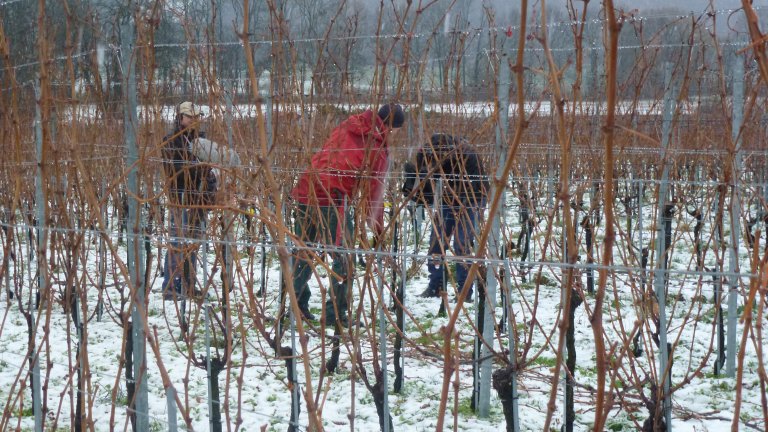 Der Rebenschnitt im Winter ist entscheidend für den Austrieb im Frühjahr