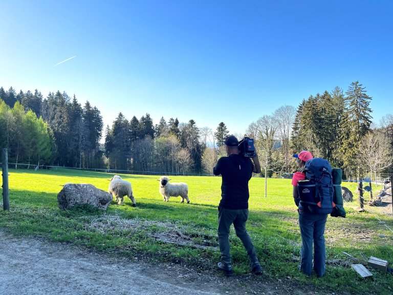 Monika entdeckt auf ihrem Weg lustige Wuschelkopfschafe | © 2022 ALPHAVISION