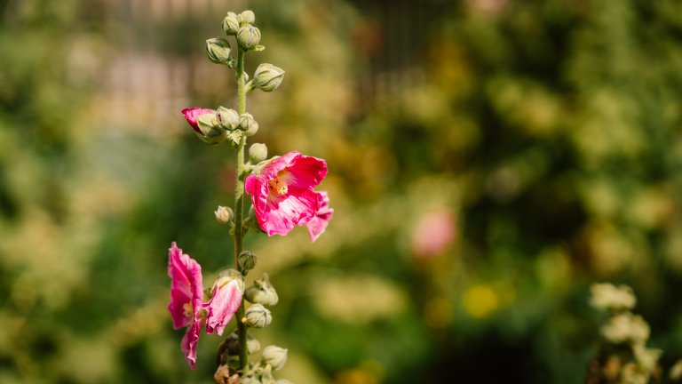 Impressionen aus dem schönen Garten. | © ALPHAVISION